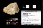 Foto (Objekt + Etikett) von Cyclothyreus sp.  (NHMW-GEO-1990-0041-2948)